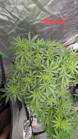 Strawberry Cheesecake Seedsman Seeds Autoflowers x2 — seedling_rooting, day 36
