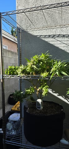 Mystery Weed Plant — flower, day 152