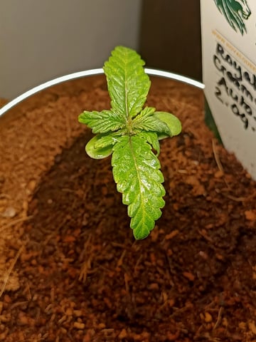 Jeanne — seedling_rooting, day 14