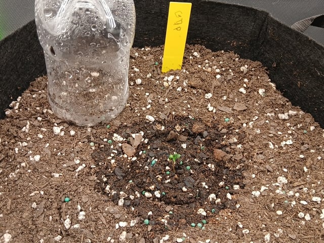 Lsd25, Dosido,GDP All Autos. — grow_setup, day 2