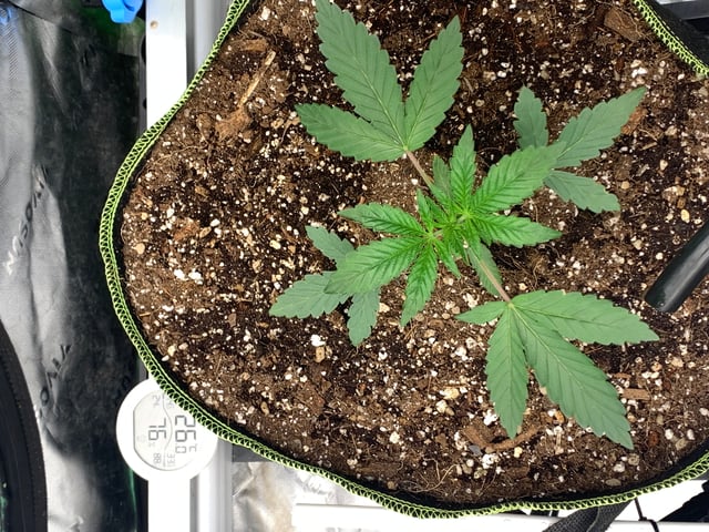 Six  — vegetative, day 26