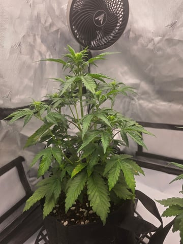 Dream beans burnt garlic — vegetative, day 29