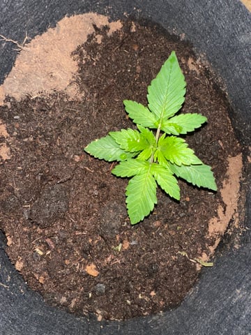 Grow Number 2 — seedling_rooting, day 15