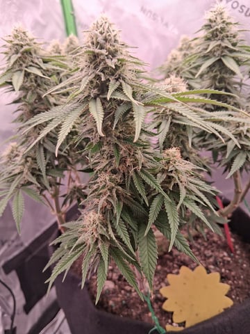 fruity pebbles, cap junky — flower, day 95