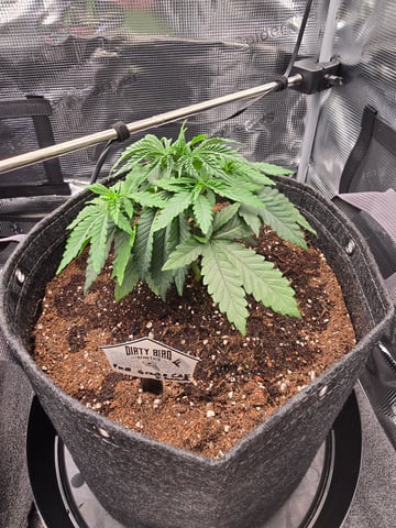 Dirty Bird - Thousand Island Fem & Platinum Kush Breath Remix x Grape Cakehead Fem Photo  — vegetative, day 24