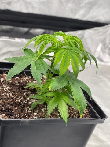Clones GodFather OG Clones — seedling_rooting, day 2