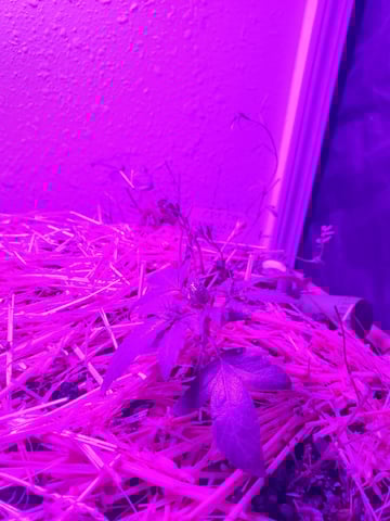 Auto Flower Run Fully Organic — vegetative, day 12