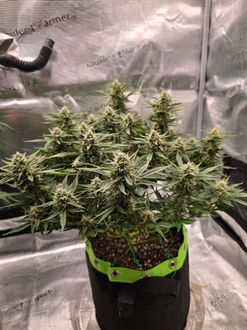 blue dream auto — flower, day 56