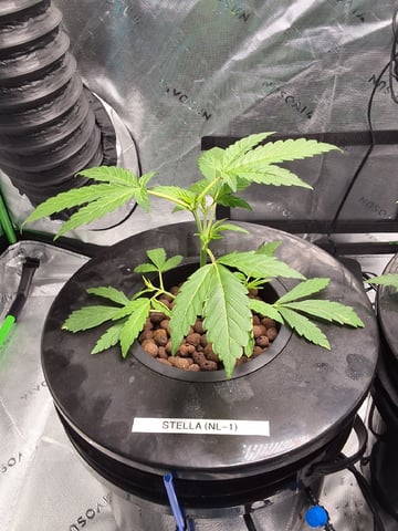 STELLA — vegetative, day 45