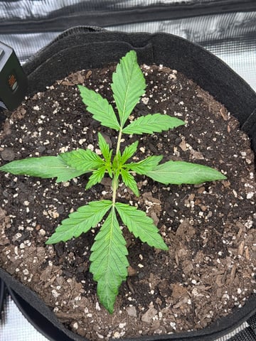 wedding cake auto FIRST GROW! — vegetative, day 17