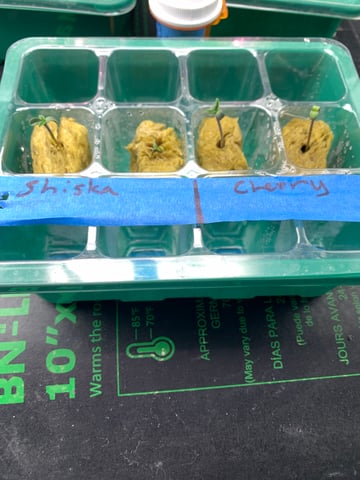 Six  — germination, day 6