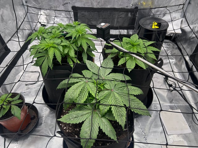 2025-26 harvest INDOOR — vegetative, day 65