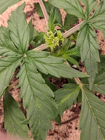 Seedman mix auto & seedman mix auto & GodFather OG — vegetative, day 32