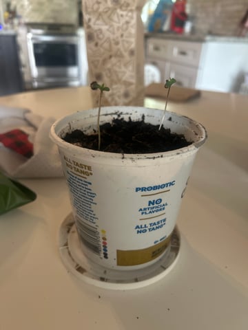Tincture Trial — grow_setup, day 2