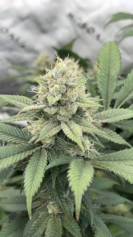 1st Ever Grow (GodFather OG) (Coco) — flower, day 127