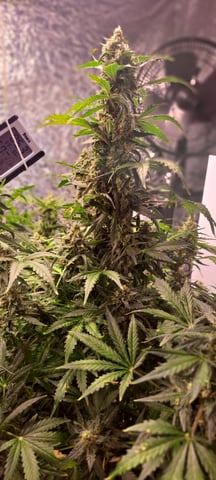 Second Grow  — flower, day 81