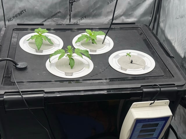 Start over! — vegetative, day 17