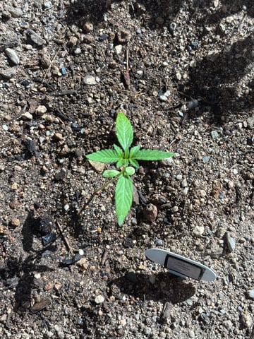 3 seeds  — vegetative, day 19