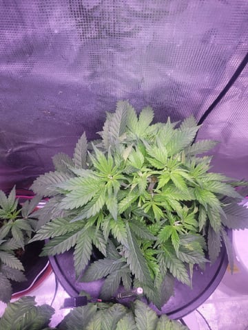 Making Crosses  — vegetative, day 77