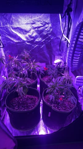 On to the next journey.  — vegetative, day 79