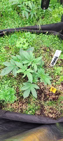 First Grow with the new setup  — vegetative, day 28