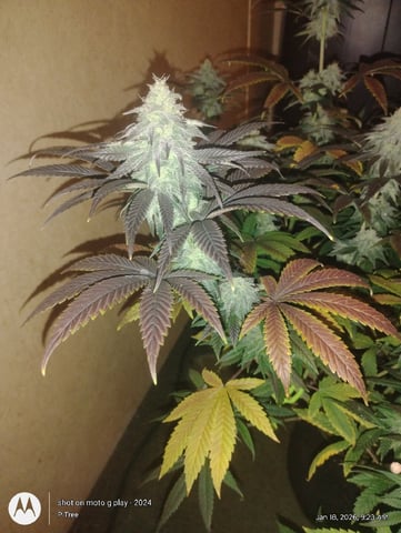 THE KRUX Multipack ETHOS — flower, day 46