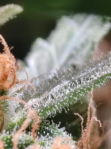 drawer grow forbidden fruit — flower, day 105