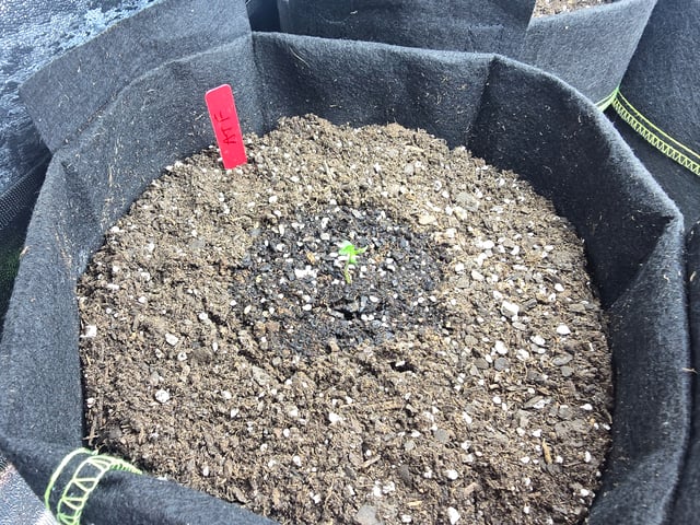 3rd Auto Grow — seedling_rooting, day 26