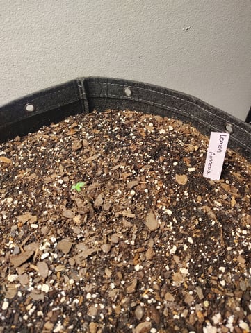 Beans For Days run — germination, day 3