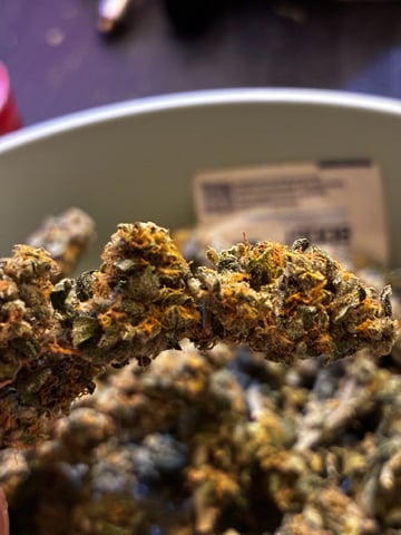 Blueberry critical kush x purple peyote wifi  and one L.a kush cake . — flower, day 41