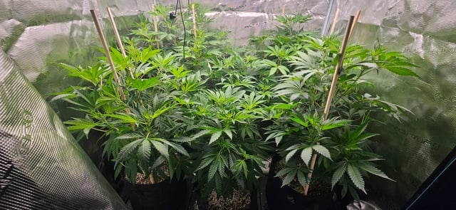 4X4 Grow — seedling_rooting, day 59