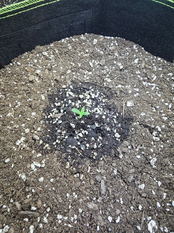 2nd Autoflower Indoor Grow — seedling_rooting, day 6