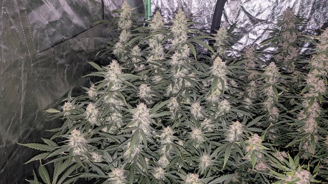 Strawberry Cheesecake Seedsman Seeds Autoflowers x2 — flower, day 78