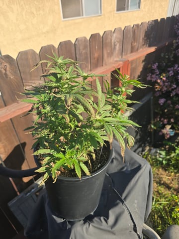 Durbin Poison — grow_setup, day 110