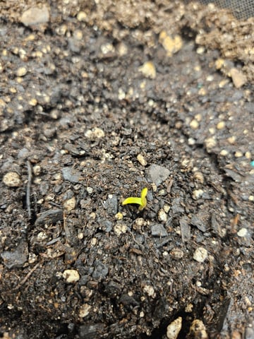 not so serious  — seedling_rooting, day 1