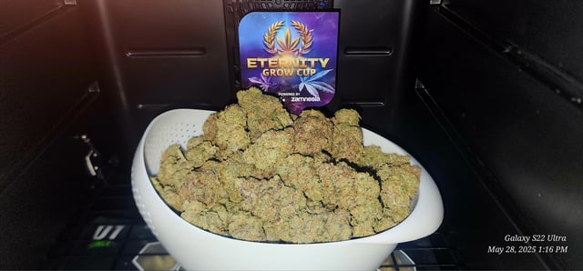 Birthday Harvest — harvest, day 8