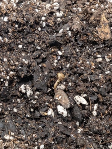 Zkittlez (Auto) — germination, day 4