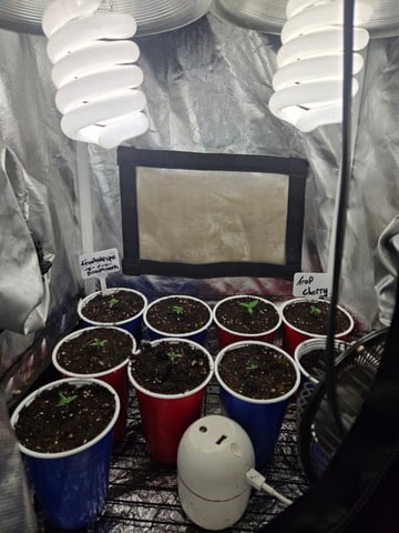fruitstripe-x-breathworks VS Tropical cherry vs kush cake. vs og haze — seedling_rooting, day 9