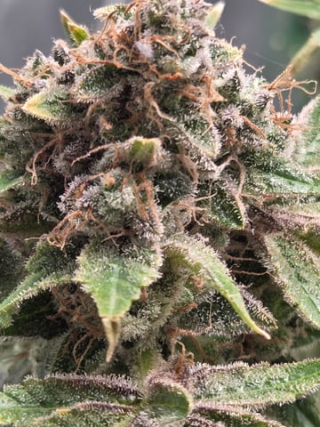 Special Queen 1 Fem+ Watermelon Auto — flower, day 134