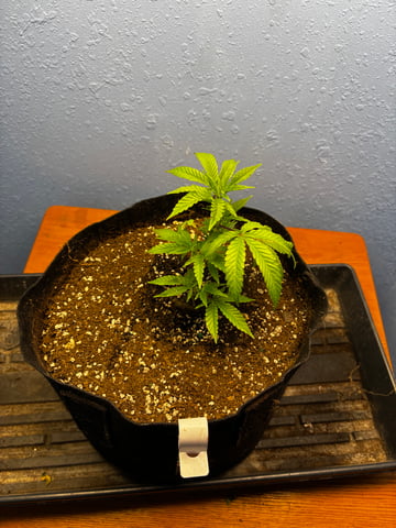 Mixed Freebies — vegetative, day 38