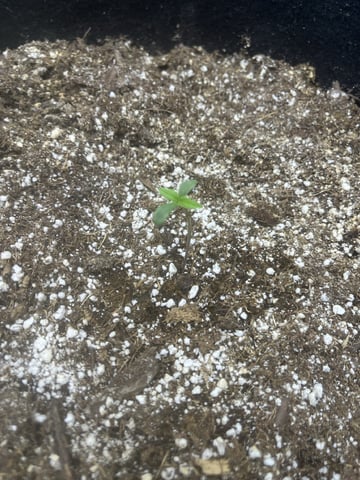 Autoskunk and OG Kush — seedling_rooting, day 4