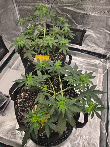3rd Grow 3x3 tent — vegetative, day 30