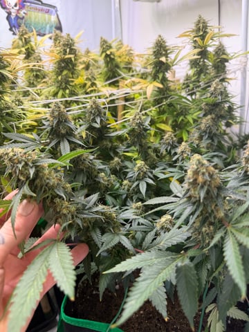 Indoor Grow  — flower, day 197