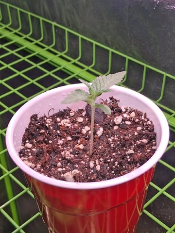 S&D  First Grow — vegetative, day 8