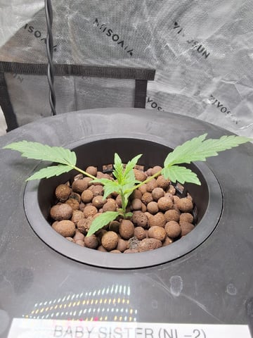 BABY SISTER — vegetative, day 24
