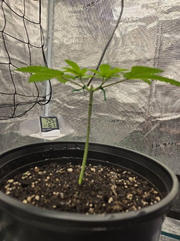  Insane OG — vegetative, day 29