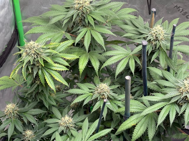 Black Hulk 3 gallon bag  — flower, day 50