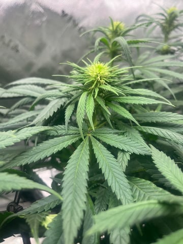 Blue Dream Photos — flower, day 65