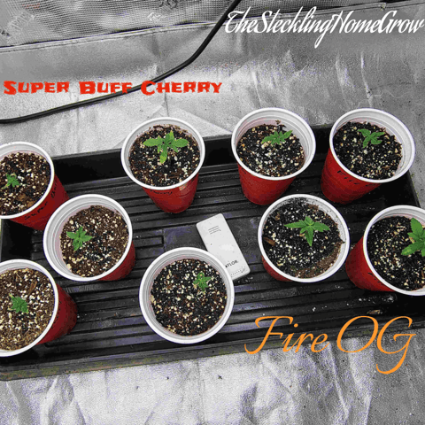 garage set up — seedling_rooting, day 24