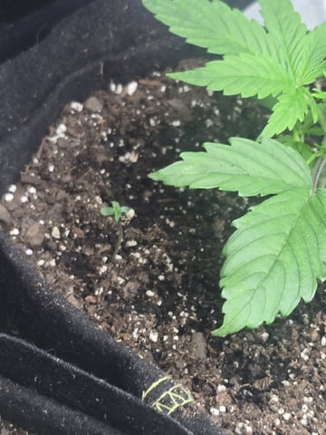 Autos AGAIN — vegetative, day 23